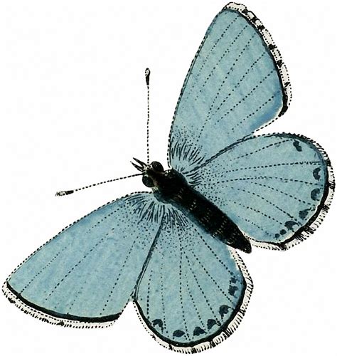 Vintage Aqua Blue Butterfly Image The Graphics Fairy