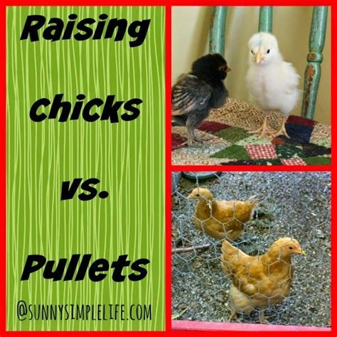 Raising Baby Chicks Vs Pullets Baby Chicks Raising Raising Baby