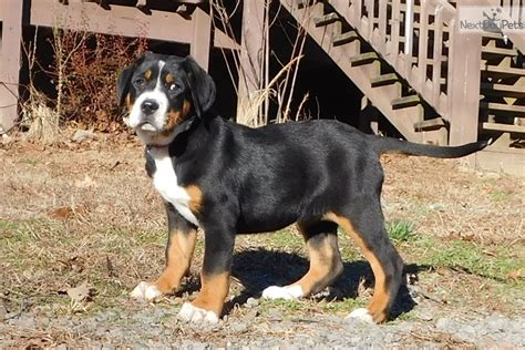 Greater Swiss Mountain Dog Puppy For Sale Near Little Rock Arkansas