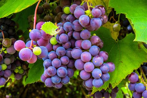 Download Red Grapes Royalty Free Stock Photo And Image