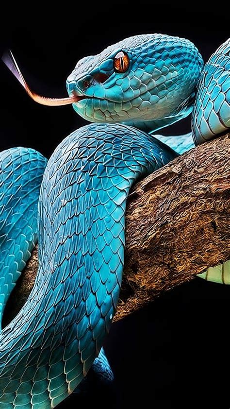 3840x2160px 4k Free Download Snake Blue Reptiles Hd Phone