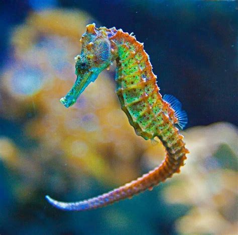 Colorful Seahorse Beautiful Sea Creatures Seahorse Ocean Creatures