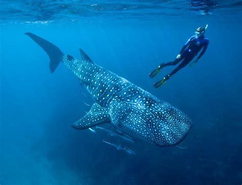 Whale Shark Video And Satellite Tags Help Scientists Understand Energy Use And Feeding Biology