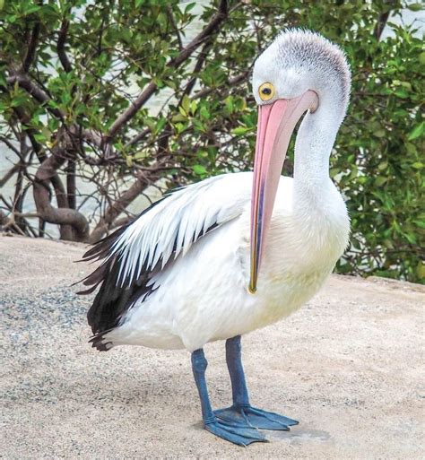 Australian Pelican Pelecanus Conspicillatus The Bribie Islander