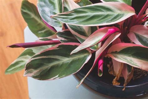 Trending Indoor Plants With Pink Foliage Add Colour To
