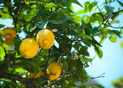 How Much Water Does A Lemon Tree Need 🍋 💧 Quenching Its Thirst The
