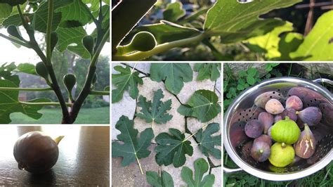 Fig Trees In Winter How To Get Fig Trees Through Winter In Cold