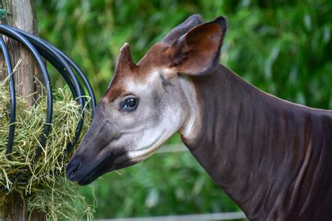 Okapi The Maryland Zoo