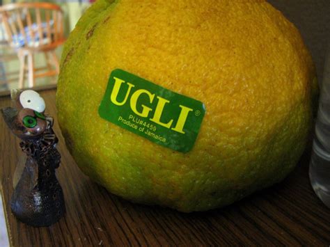 The jamaican tangelo, also known by proprietary names ugli / ˈʌɡli / fruit, uglifruit, and uniq fruit, is a citrus fruit that arose on the island of jamaica through the natural hybridization of a tangerine or orange with a grapefruit (or pomelo), and is thus a tangelo. Ugli Fruit Tree