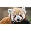 There Are Two Species Of Red Panda Not Just One  CNN
