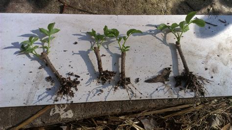 Cacti roots differ from those of other plants in a number of ways and these are in themselves adaptations for a majority of cacti species, the stems are the main water storage organs. Perimeter Permaculture: October 2014