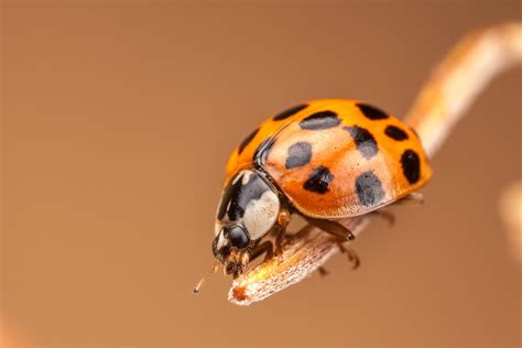 Ladybug 4k Ultra Hd Wallpaper Background Image 5000x3333