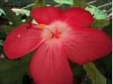 What Does A Hibiscus Flower Look Like Photos