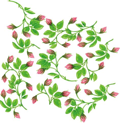 Flower Vine Png Flower Vine Png Transparent Free For Download On