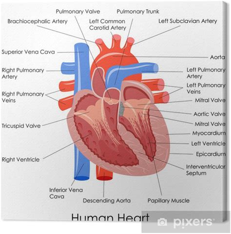 Canvas Vector Illustratie Van Diagram Van Het Menselijk Hart Anatomie