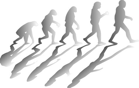 Human Evolution Clip Art Image Clipsafari