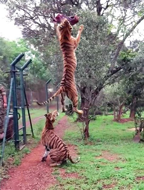 Tiger Jumps To Catch Meat