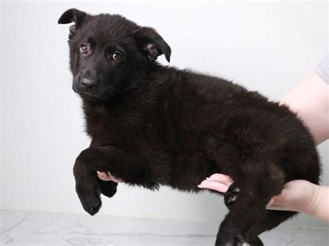 German Shepherd Dog Dog Female Black 3971643 My Next Puppy