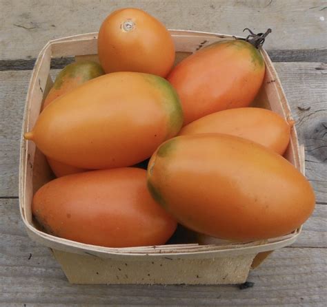 Orange Banana Paste Tomato Yonder Hill Farm