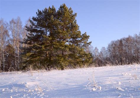 Siberian Cedar On A Snow Field Stock Image Image Of Illuminated