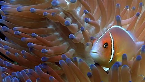 Pink Skunk Clownfish In Bubble Tip Anemone Photograph By Russ Harris