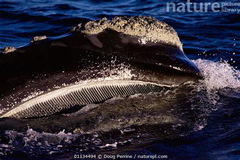 Nature Picture Library Southern Right Whale Balaena Glacialis