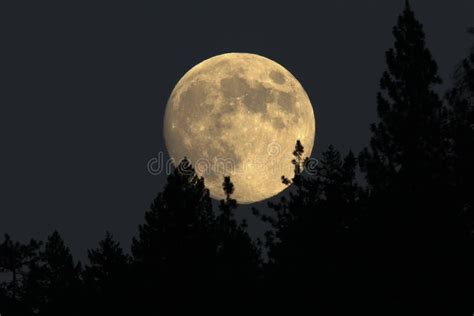 Full Moon Rising Behind The Trees In This Spectacular Time Lapse Stock