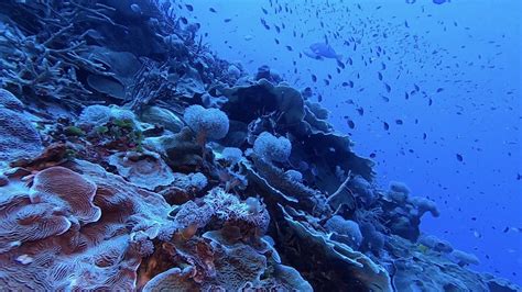 James Cook University Deep Water Research Uncovers Coral Sea Reef Life
