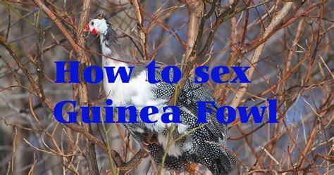Raising Guinea Fowl Feathers In The Woods