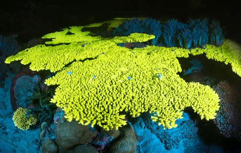 Yellow Fluorescent Hard Coral