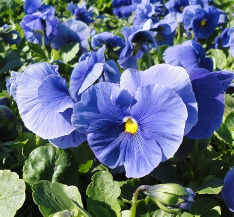 Pdeltatrueblue Blue Flowers Garden Pansies Pansies Flowers