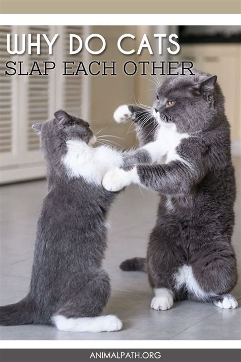 Why Do Cats Slap Each Other Cats Cat Care Cat Behavior