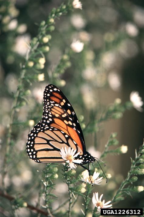 monarch butterfly, Danaus plexippus (Lepidoptera: Nymphalidae) - 1226312