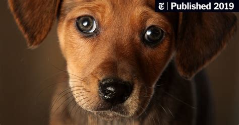 Those Puppy Dog Eyes You Cant Resist Thank Evolution The New York Times