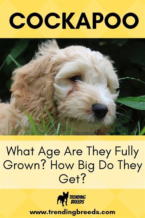 What Age Are Cockapoos Fully Grown How Big Will They Get Cockapoo