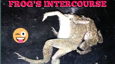 Frog S Sex Frog S Intercourse Youtube