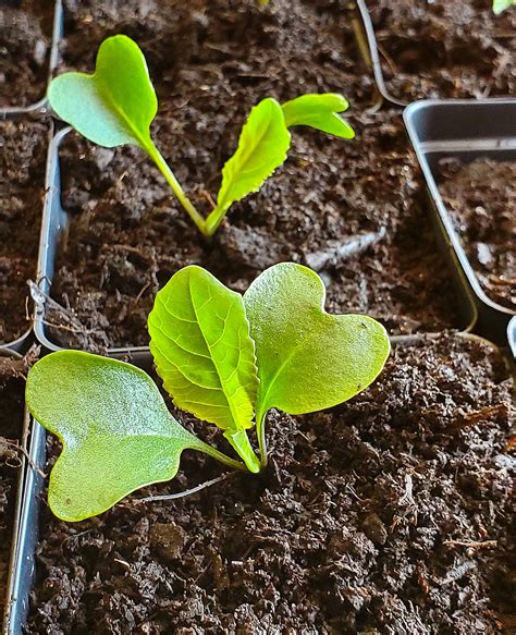 Growing Broccoli From Seed To Harvest The Ealy Homestead