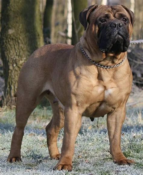 Are Bullmastiffs Good Guard Dogs Traits That Make Them Perfect For It