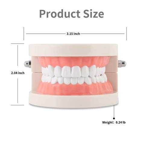 Dental Adult Standard Teeth Model Typodont Demonstration Denture Model