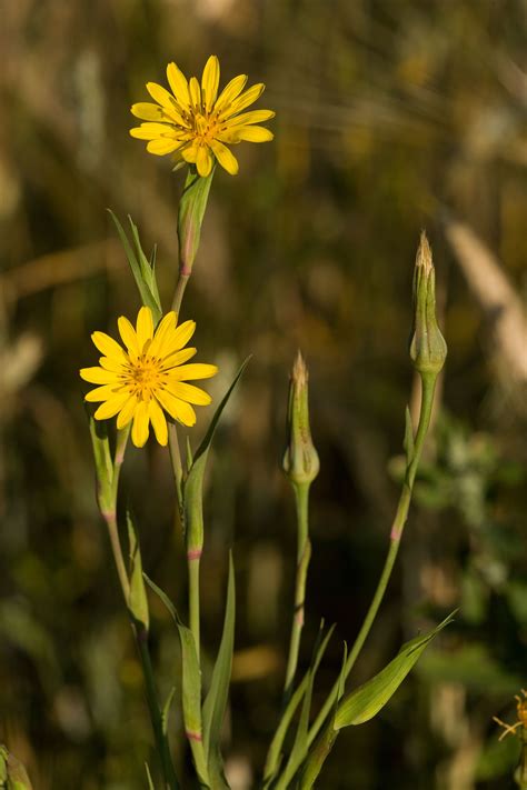 Four Petal Yellow Flower Uk Beautiful Flower