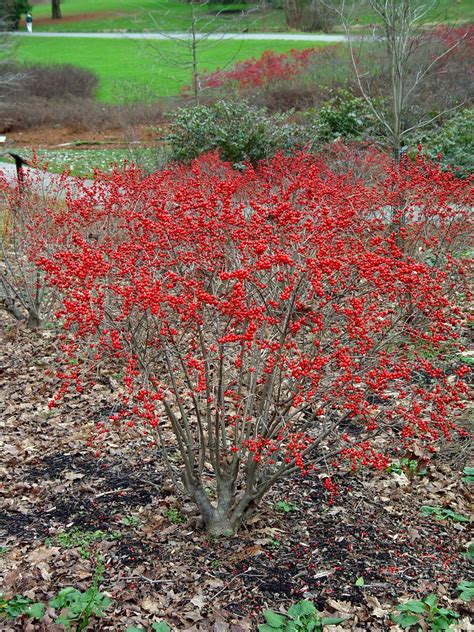 Winterberry Holly Red Sprite Garden Housecalls