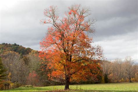 Autumn Trees In A Cloudy Day Tennessee Stock Photo Image Of