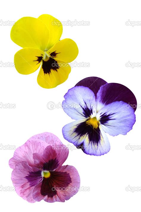 Violet Flowers Stock Photo By ©weter777 13384529