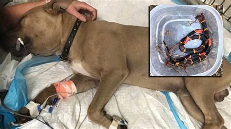 Pit bulls puppy care pet puppy dog cat pomeranian puppy pet care cute puppies. Pitbull puppy dies protecting kids from venomous snake | KSNT News