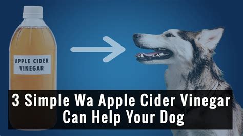3 Best Ways To Use Apple Cider Vinegar For Relieving Your Dogs Itchy