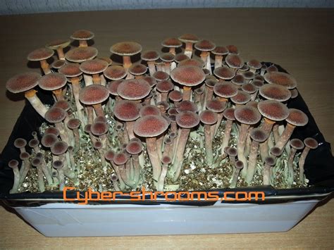 Magic Mushroom Grow Kit America All Mushroom Info