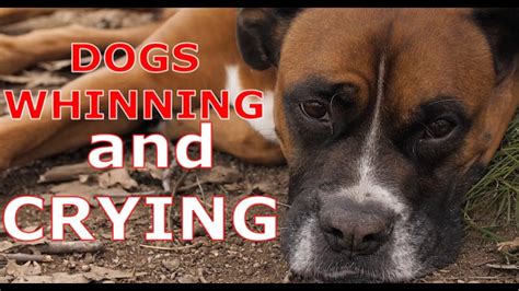 Dogs Whining And Crying Sound Effect Whining And Crying Sound Effect