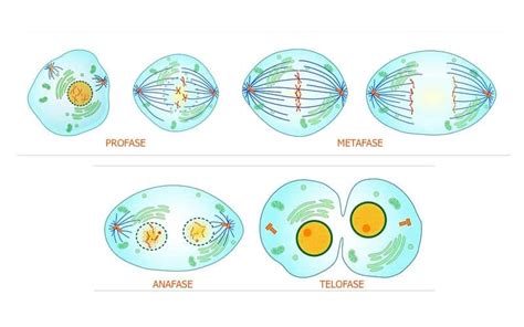 Las 4 Fases De La Mitosis Reproducción De La Célula Bioenciclopedia