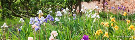 How To Do Companion Planting With English Bearded Irises A Guide