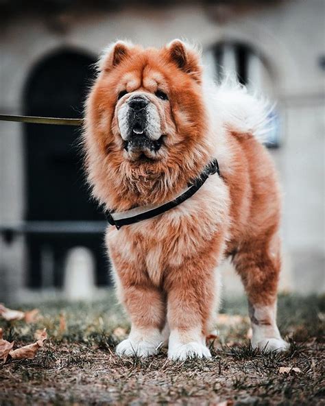 15 Historical Facts About Chow Chows You Might Not Know Page 5 Of 5
